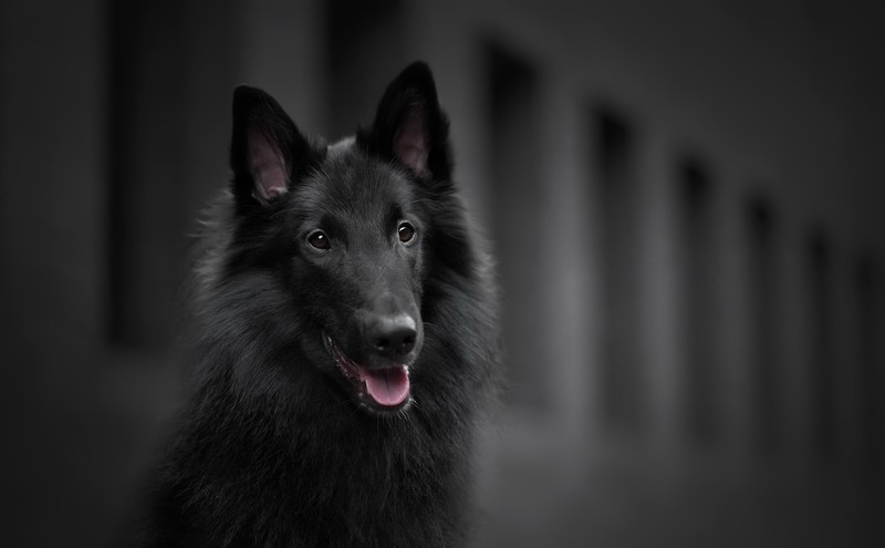 dog, animals, dark, black
