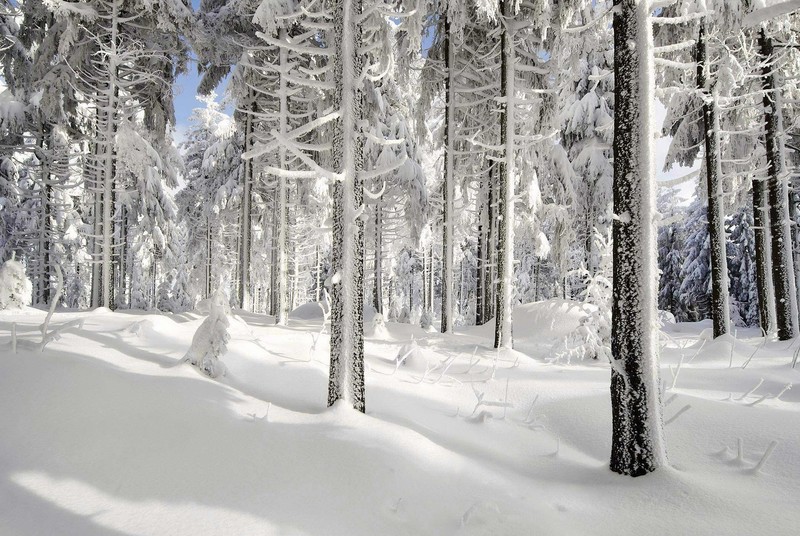 snow, ice, winter, nature, trees, forest, sunlight, white