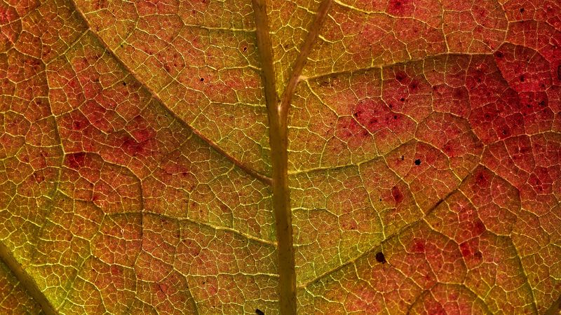 leaf, veins, macro, autumn, 4k