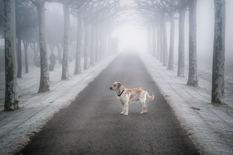 dog, animals, trees, winter, snow