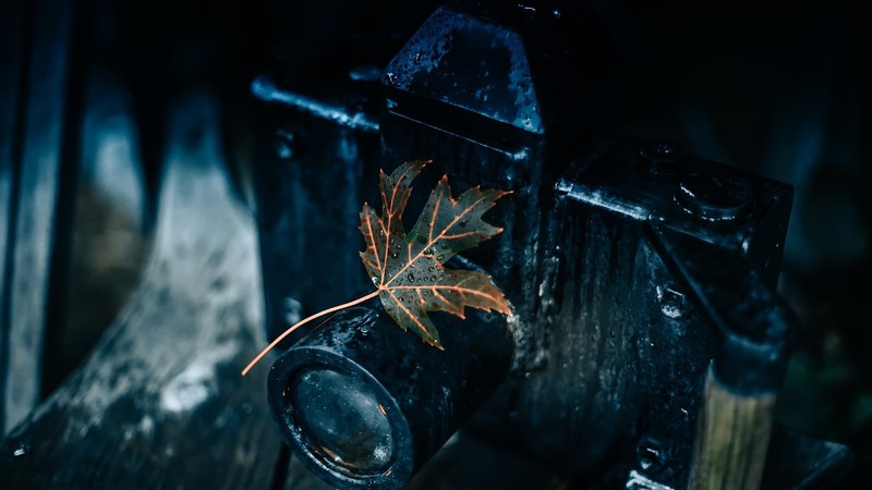 leaves, dark, macro, water drops, camera