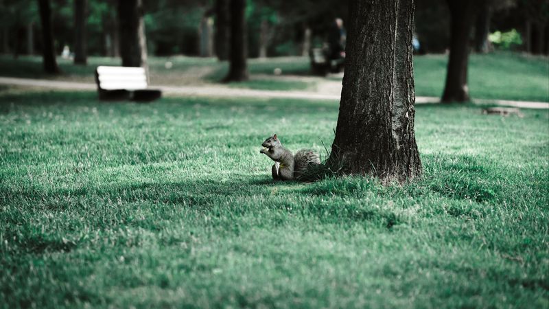 squirrel, tree, grass, animal, park, 4k