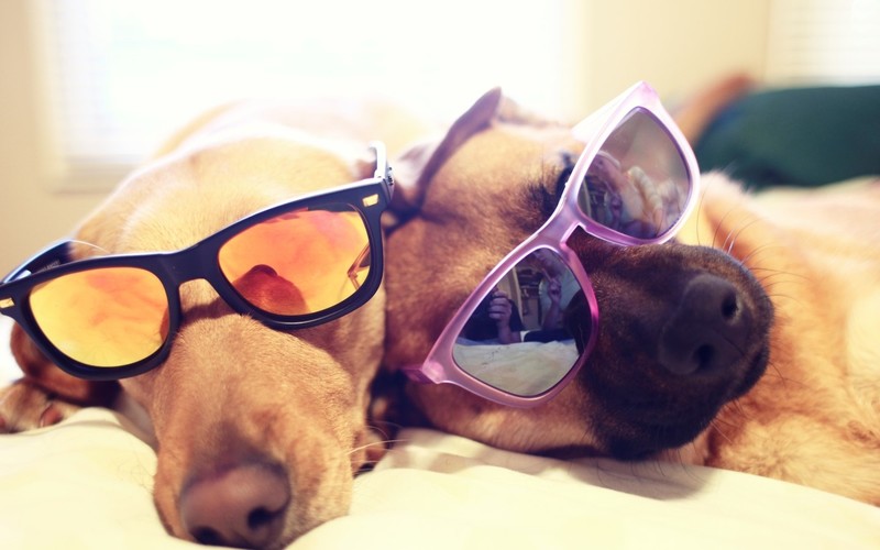 dog, sunglasses, people