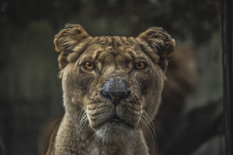 lion, animals, yellow eyes, big cats