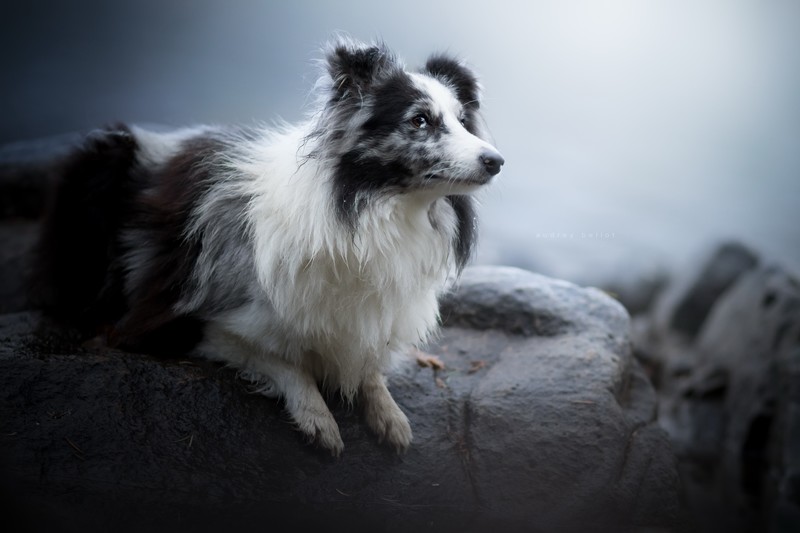 dog, animals, rock, outdoors