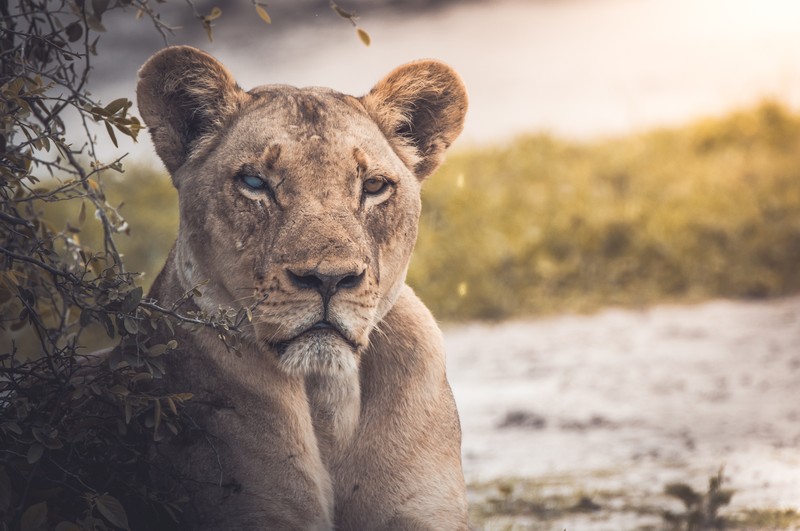 lion, Africa, lake, landscape