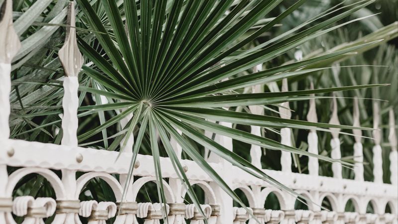 palm, branches, fence, forged, metal, 4k