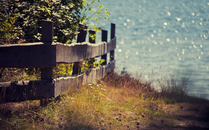 nature, summer, fence, grass, plants, lake