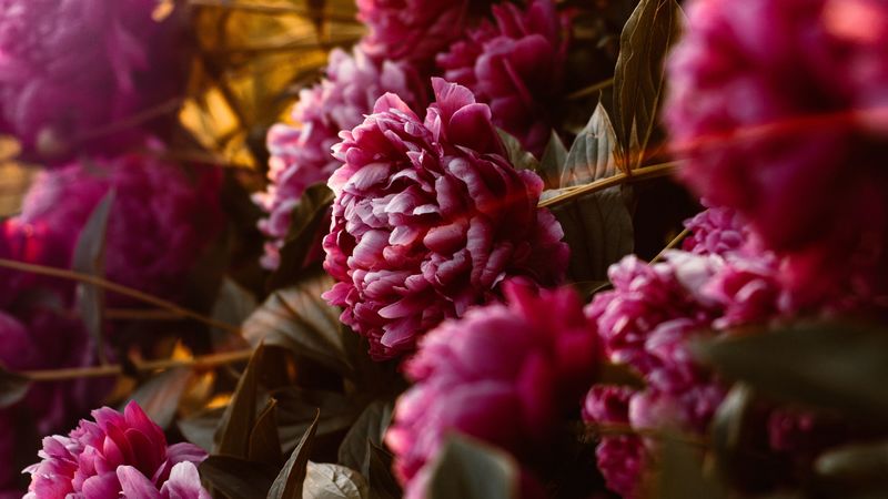 peonies, flowers, pink, sunlight, flare, bloom, 4k