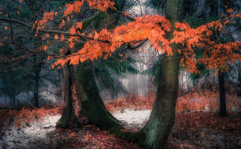 trees, winter, snow, landscape