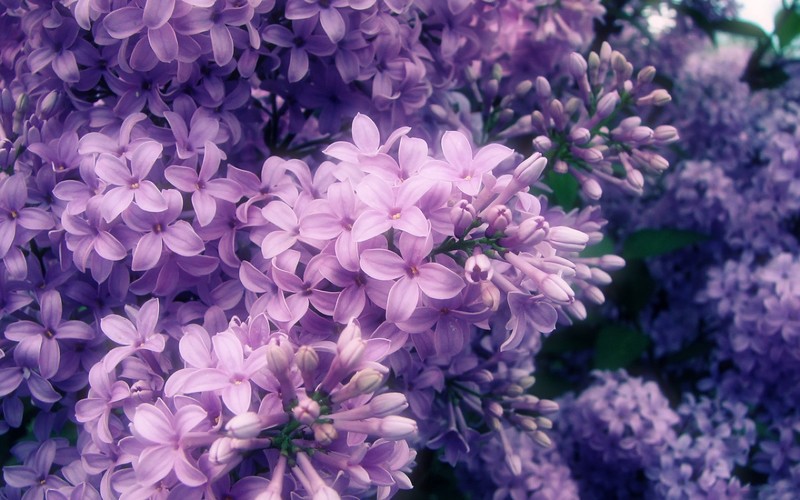 flowers, nature, petals, spring, purple flower, violet