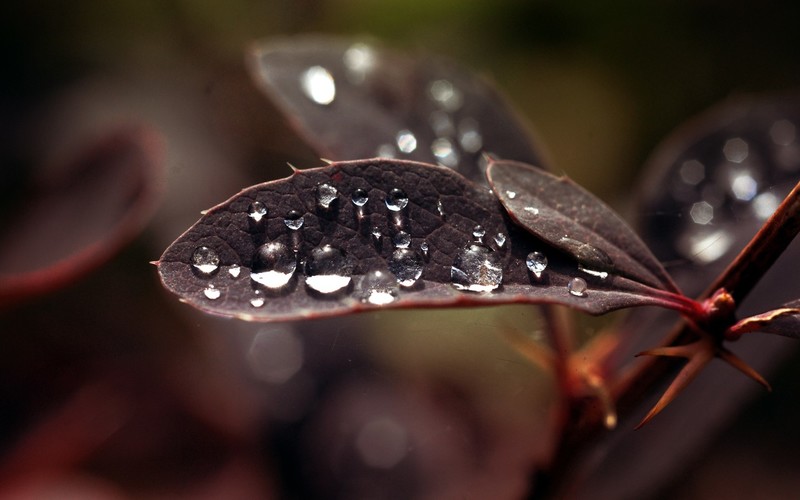 plants, water drops, macro