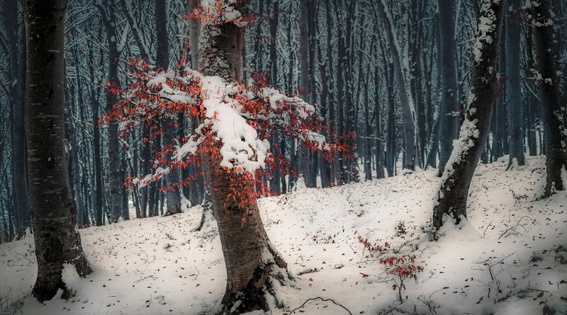 trees, nature, forest, snow