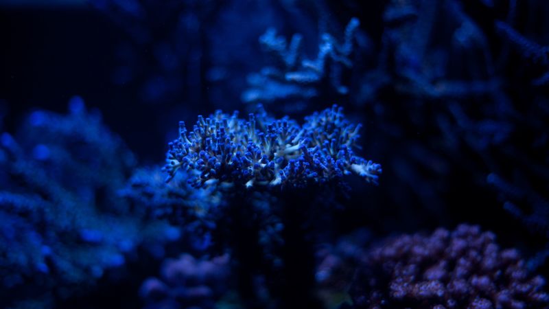 algae, plant, blue, underwater, depth, 4k