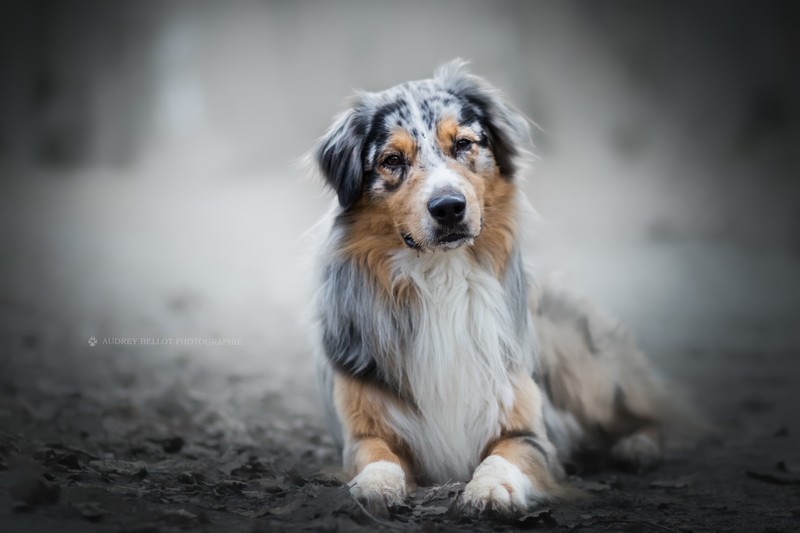 dog, animals, outdoors, blurred