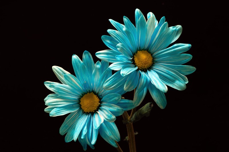 flowers, plants, green, cyan, macro, black background