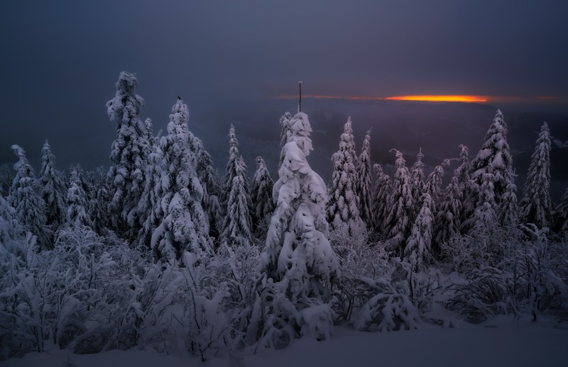 dark, sky, snow, winter, trees, mist