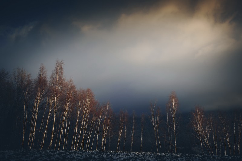 nature, trees, landscape, sky, low-angle, gloomy