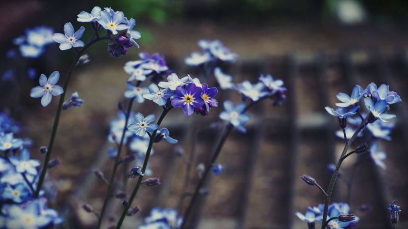 myosotis, flower, bloom, macro, 4k