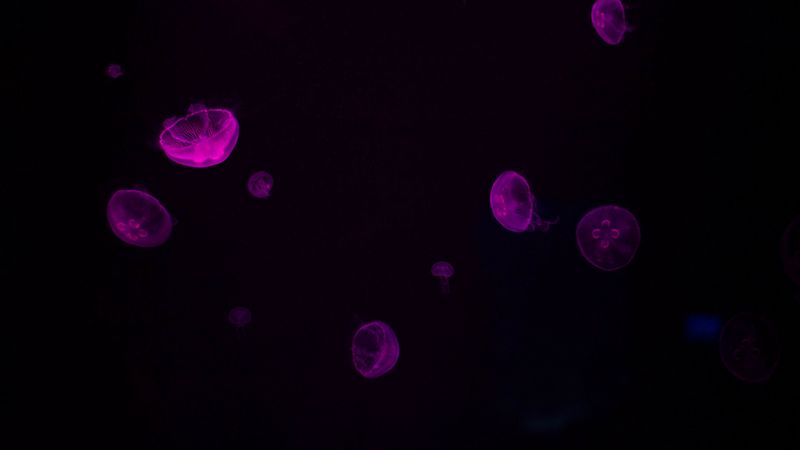 jellyfish, glow, purple, dark, underwater, 4k