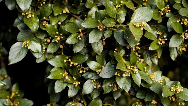 bush, leaves, branches, plant, green, 4k