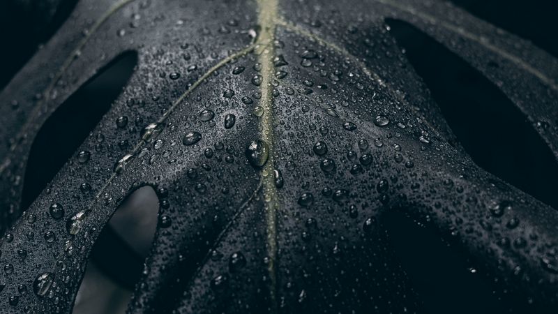 leaf, drops, surface, dark, 4k