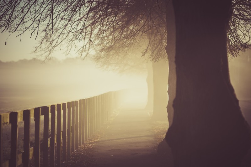 morning, sunlight, trees