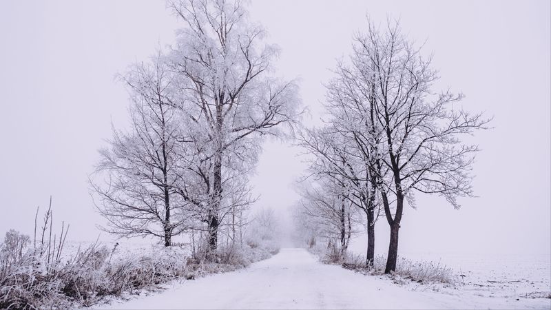 winter, forest, trees, snow, road, fog, 4k