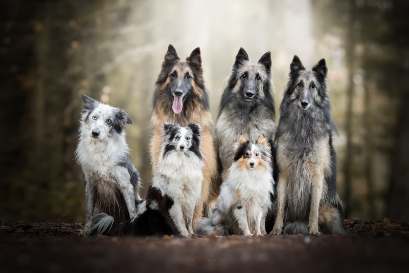 dog, animals, outdoors, tongue out
