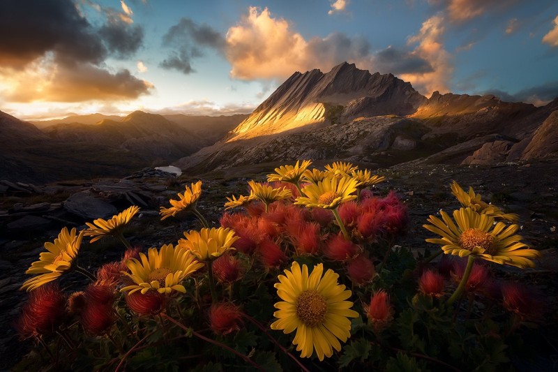 nature, mountains, colorful, flowers, landscape