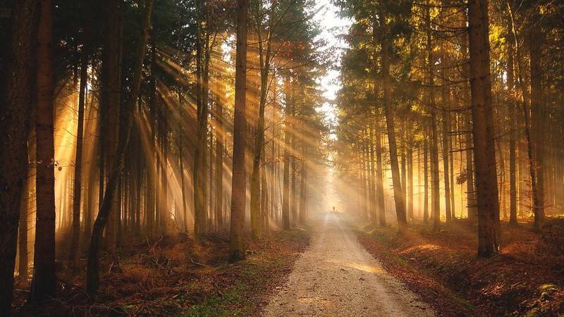 Sun, nature, trees, sun rays, forest