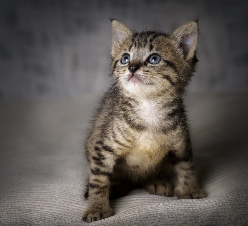 baby animals, kittens, cats