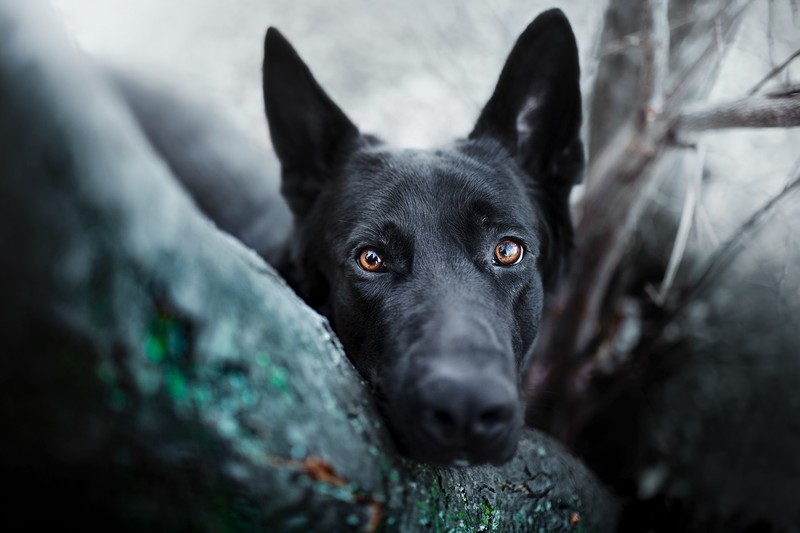 dog, animals, German Shepherd