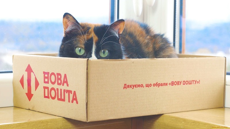boxes, cats, animals