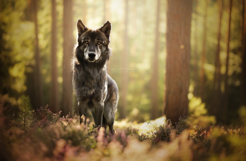 nature, forest, dog, animals