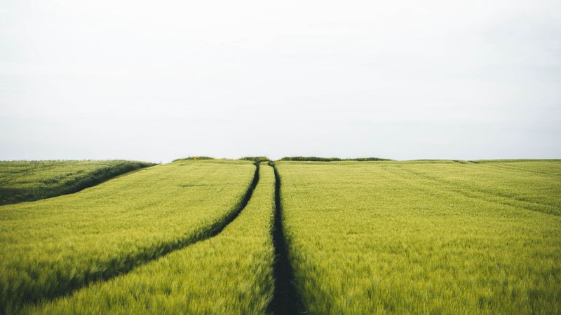 field, rye, traces, horizon, landscape, 4k