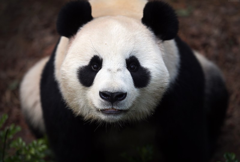 panda, leaves, forest, bears, nature
