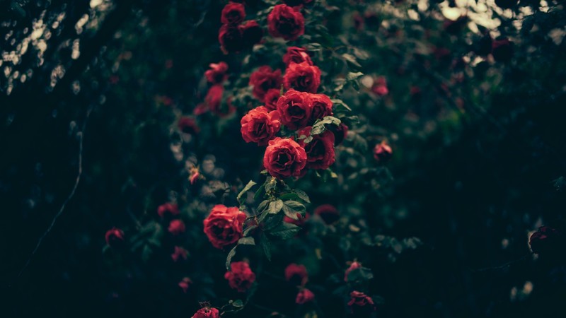 plants, leaves, flowers