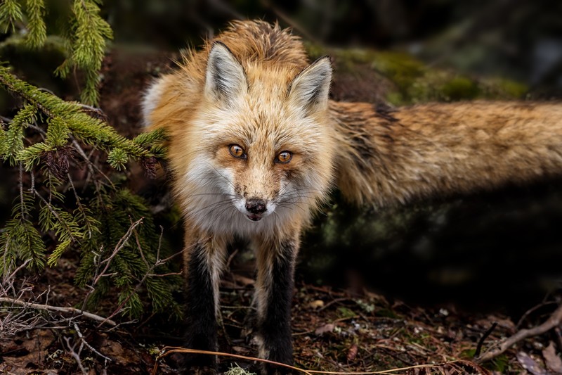 nature, fox, animals