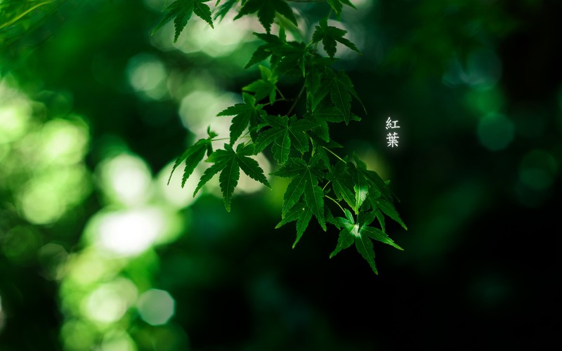 plants, leaves, bokeh