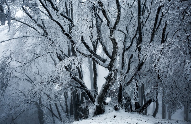 winter, ice, snow, trees, nature