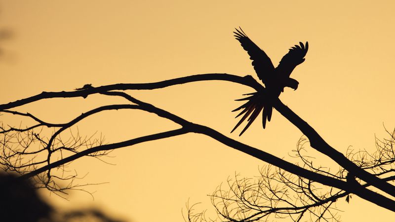 bird, silhouette, branch, tree, dark, 4k