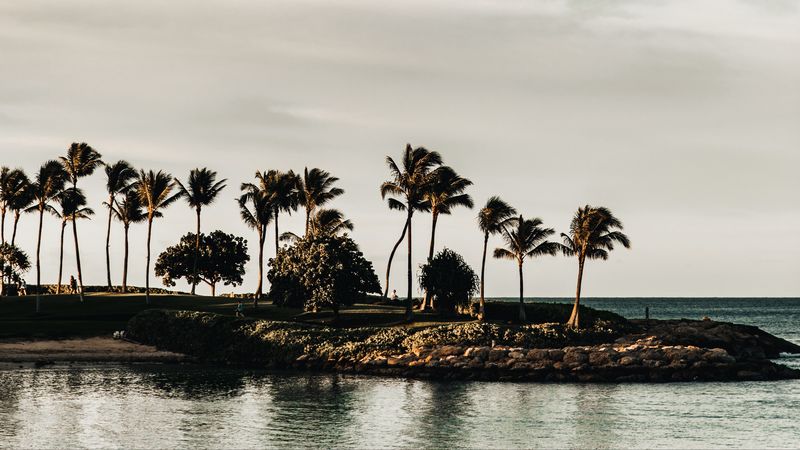 coast, sea, palm trees, trees, landscape, 4k