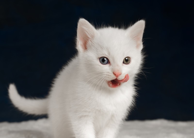 kittens, white, tongues, animals, cats, baby animals