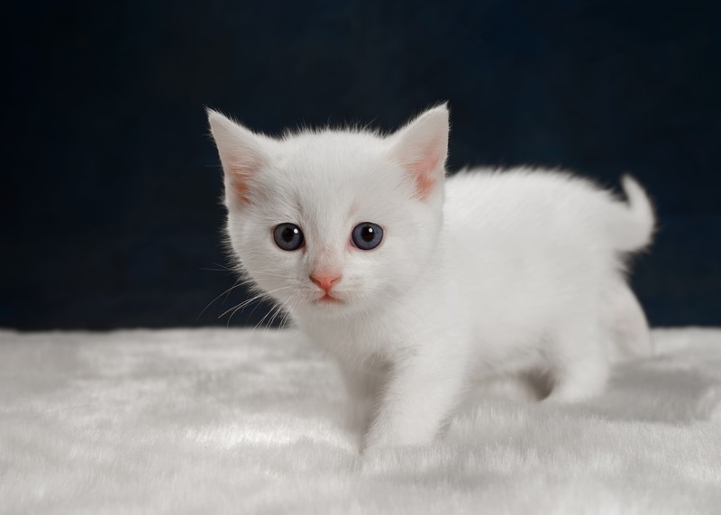 kittens, baby animals, white, cats, animals