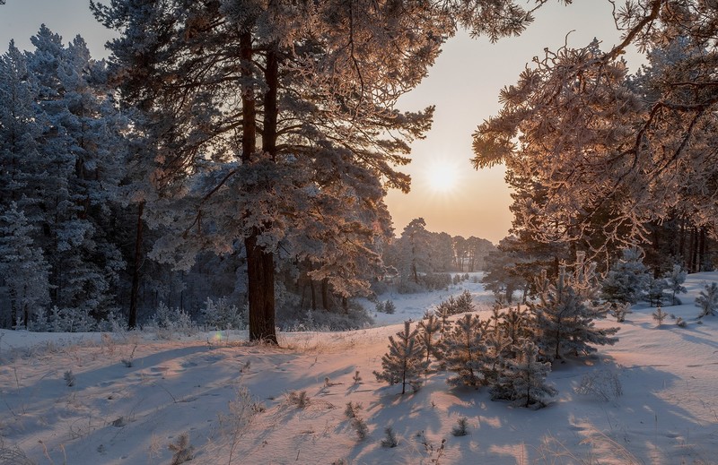 landscape, nature, snow, trees, winter, sunlight, pine trees