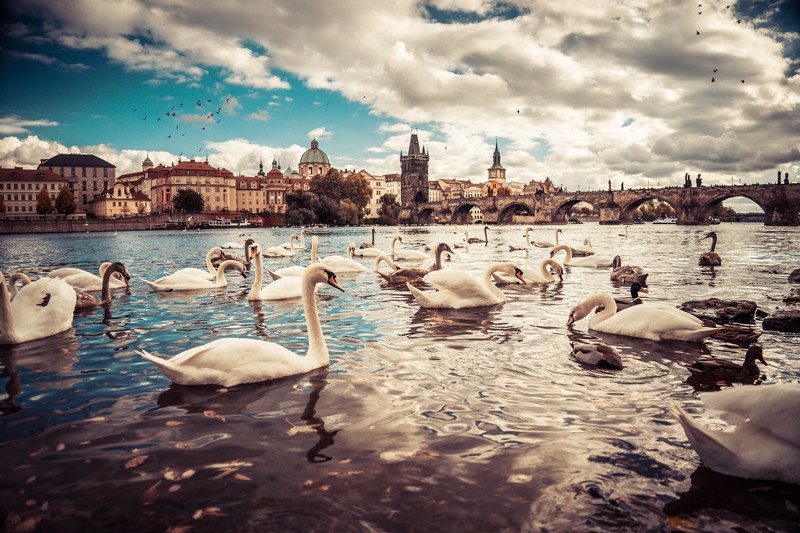 geese, water, bridge, Prague, Czech Republic, swan, cityscape, blue, sky