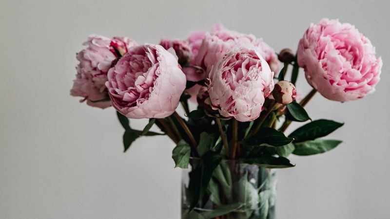 peonies, flowers, bouquet, pink, vase, 4k