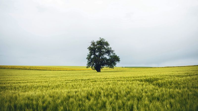 field, tree, lonely, landscape, nature, 4k