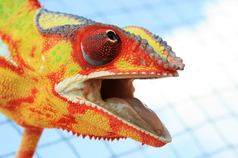 animals, chameleons, colorful, closeup, macro, Gunnar Heilmann